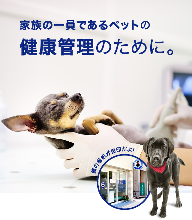 かわかみ動物病院